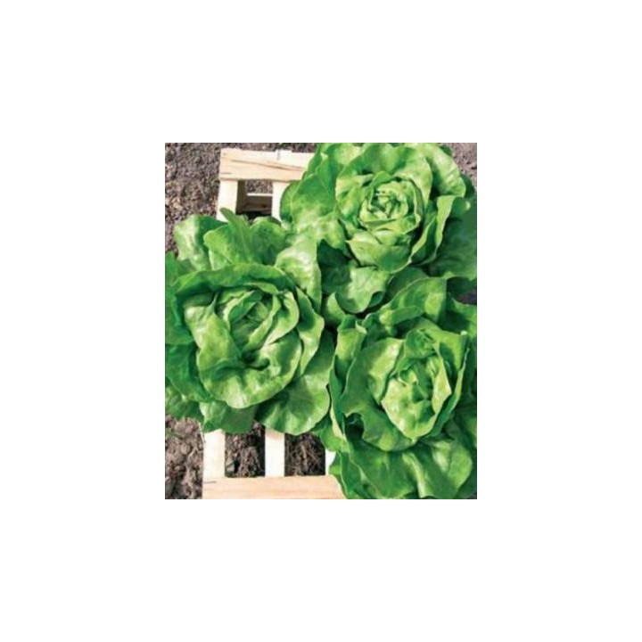 Seminte de salata verde Cosima, Agrosel