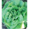 Seminte de salata Tokio, Agrosel