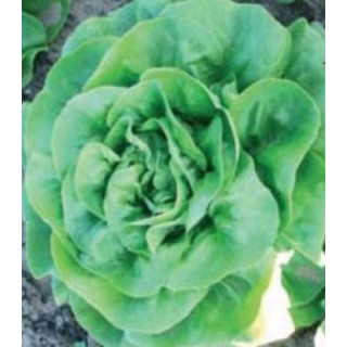 Seminte de salata Tokio, Agrosel