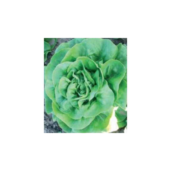 Seminte de salata Tokio, Agrosel
