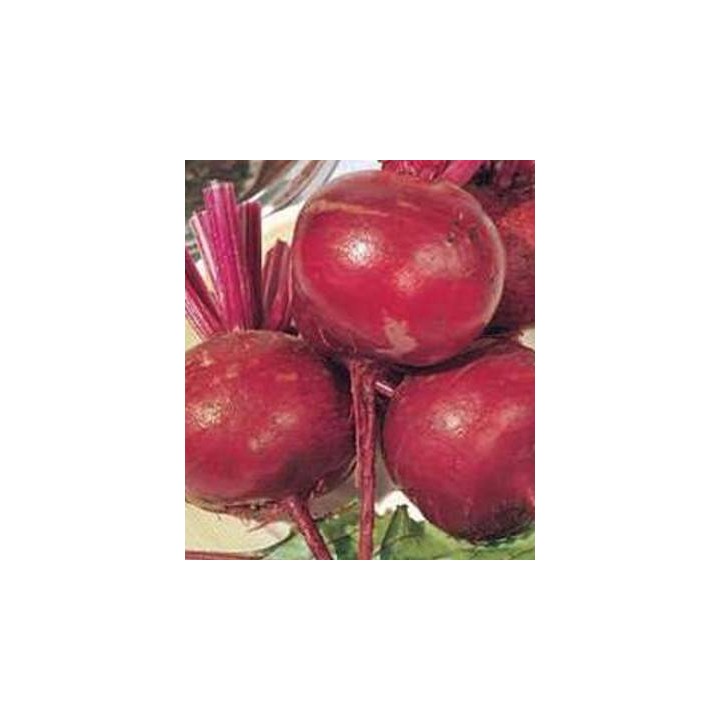 Sfecla rosie Christel Detroit 2 dark red