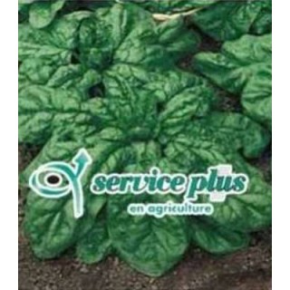 Seminte de spanac Matador Service Plus