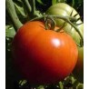 Seminte de tomate de camp Benfica