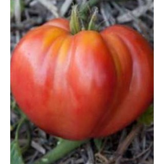 Seminte de tomate Pera D Abruzo