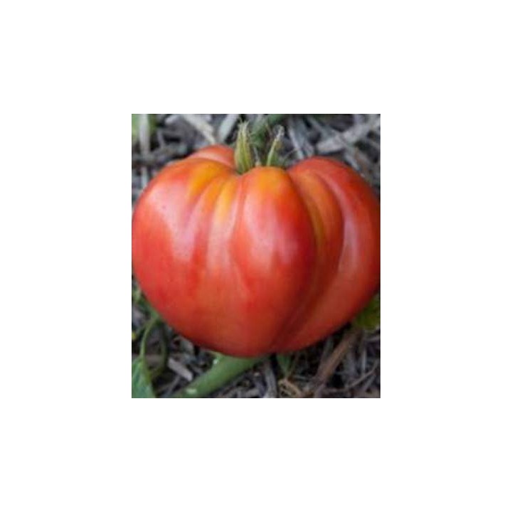 Seminte de tomate Pera D Abruzo