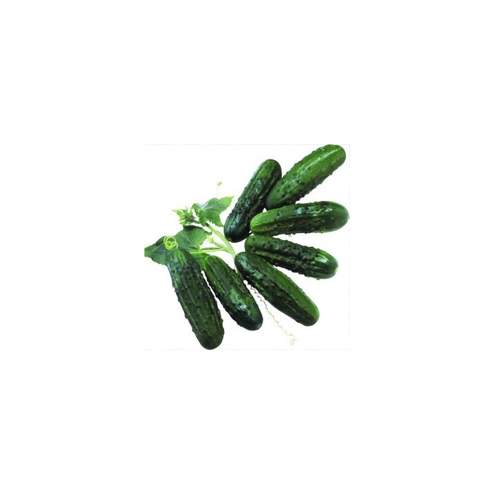 Seminte de castraveti Regal F1, 25 Grame
