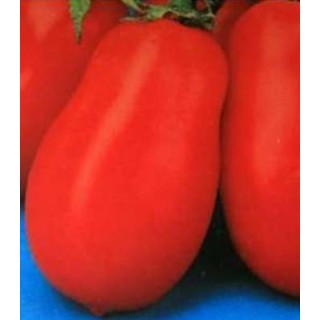 Seminte de tomate Missouri, rosii de camp, prunisoare