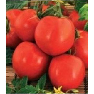 Seminte de tomate Raluca, Agrosel