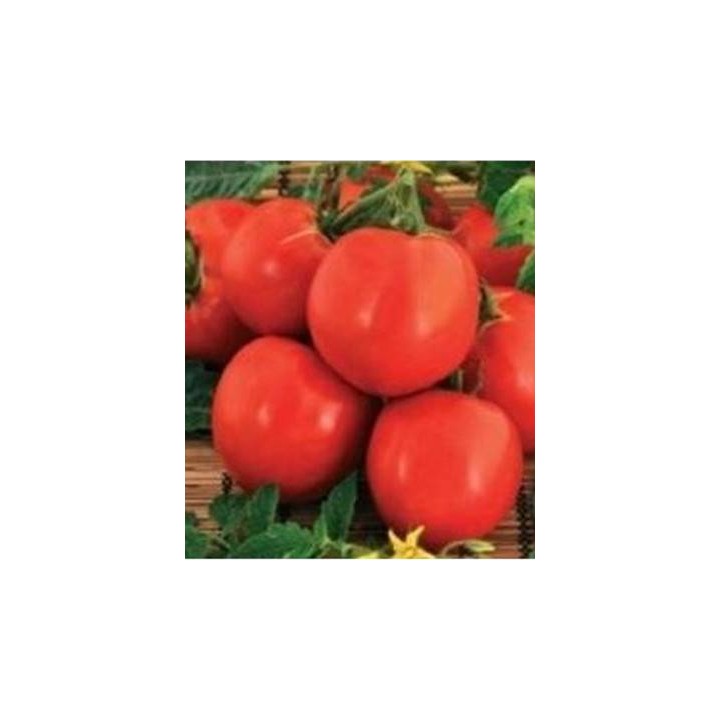Seminte de tomate Raluca, Agrosel