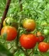 Tomate Buzau 22 (10g)