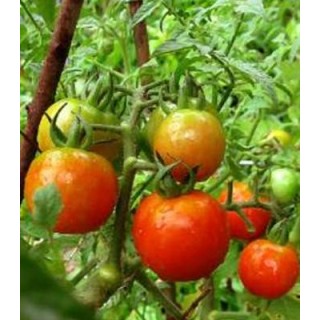 Tomate Buzau 22 (10g)