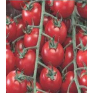 Seminte de tomate Drops, Agrosel