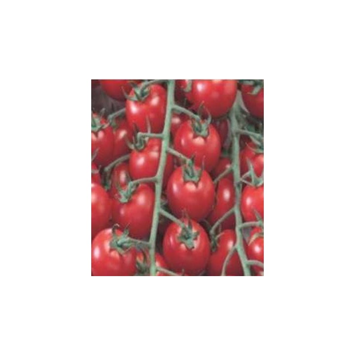Seminte de tomate Drops, Agrosel