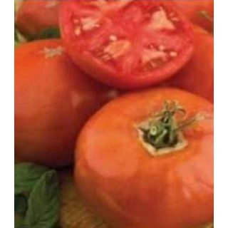 Seminte de tomate Elisabeta, Agrosel