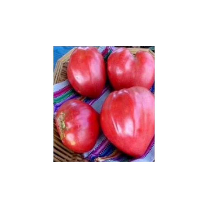 Seminte de tomate Oxheart tip inima boului