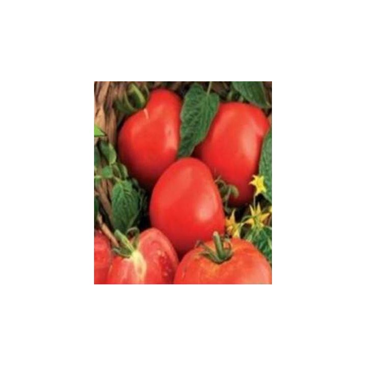 Seminte de tomate Ghittia