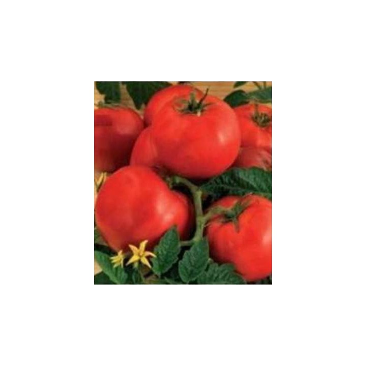 Seminte de tomate nedeterminate Ruxandra