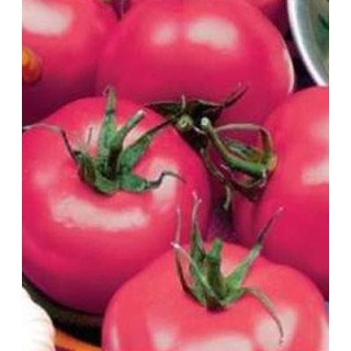Seminte de tomate Lillagro