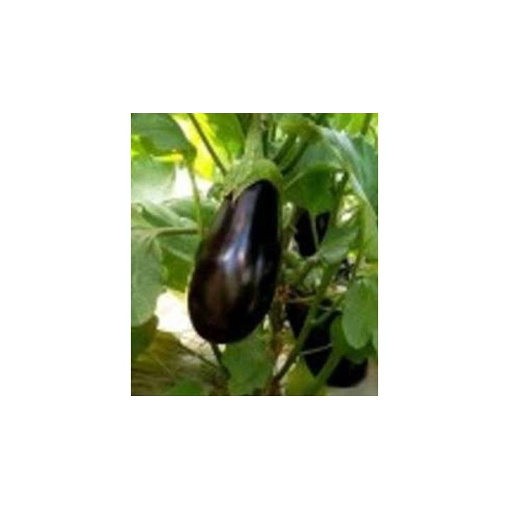 Seminte de vinete Corvus