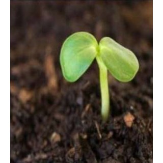 Pachet seminte de legume pentru producatorii de rasaduri