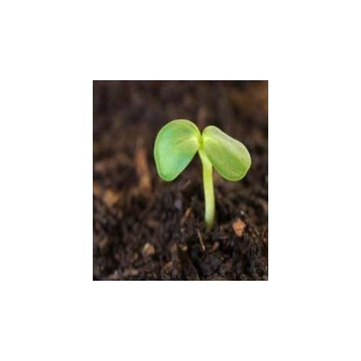 Pachet seminte de legume pentru producatorii de rasaduri