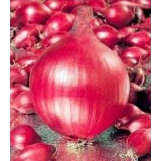 Arpagic rosu olandez Red Ray