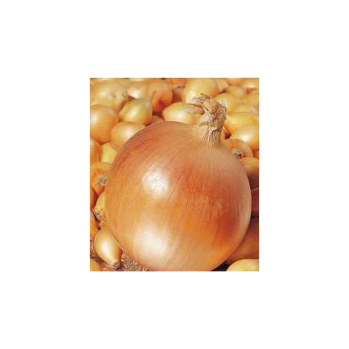 Arpagic Hercules, 8-16 mm, pachet 1 kg