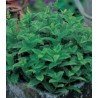 Seminte de Menta Piperita, 0.5 gram