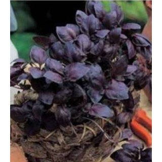 Seminte de Busuioc Red Leaved (300 sem)