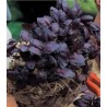 Seminte de Busuioc Red Leaved (300 sem)