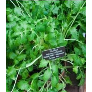 Seminte de Valeriana 0.2 grame