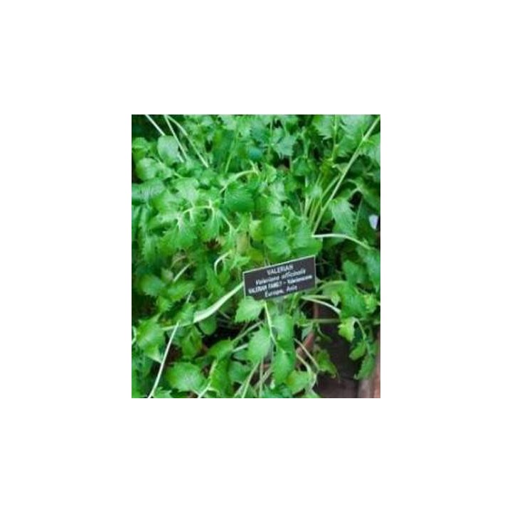 Seminte de Valeriana 0.2 grame