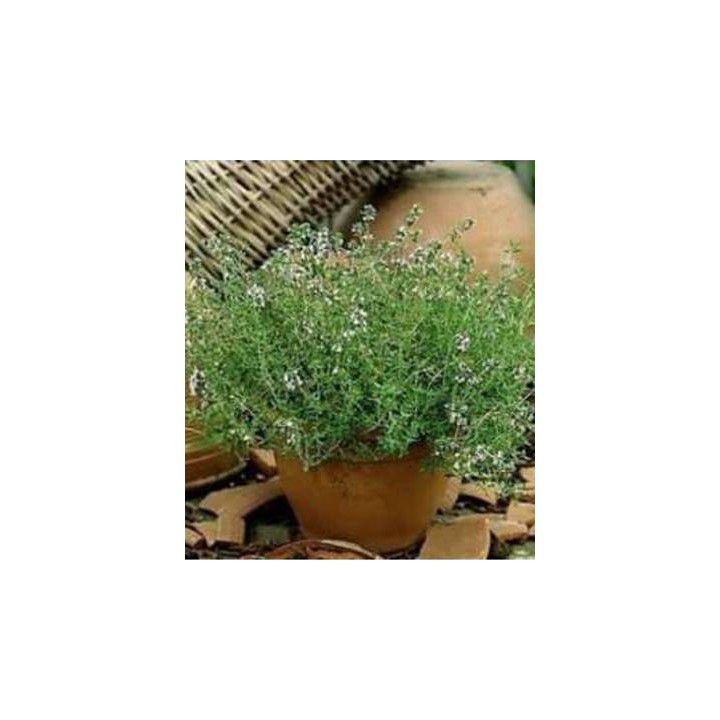 Cimbrisor Thymian 100 seminte