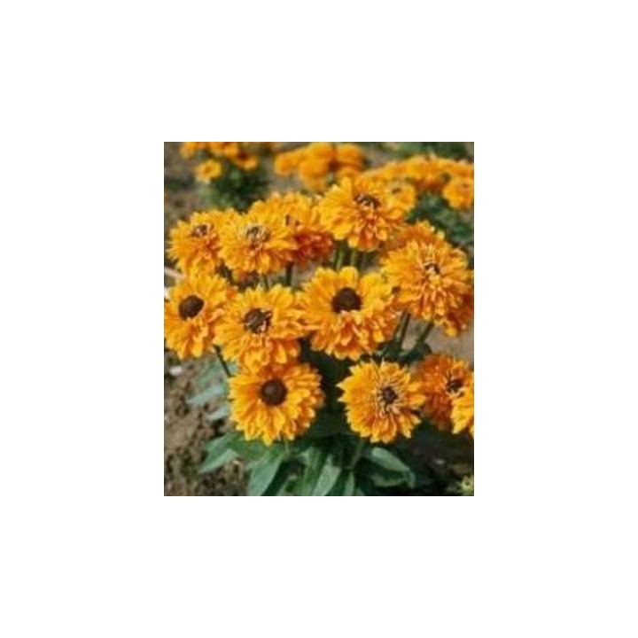 Seminte de Rudbeckia galbena, Goldilocks