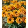 Seminte de Rudbeckia galbena, Goldilocks