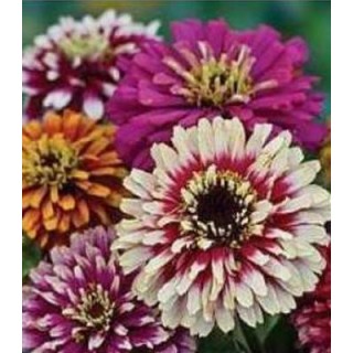 Carciumarese (Zinnia) Whirlygig (75 seminte)