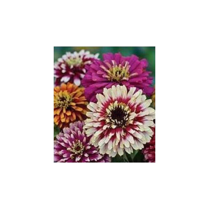 Carciumarese (Zinnia) Whirlygig (75 seminte)