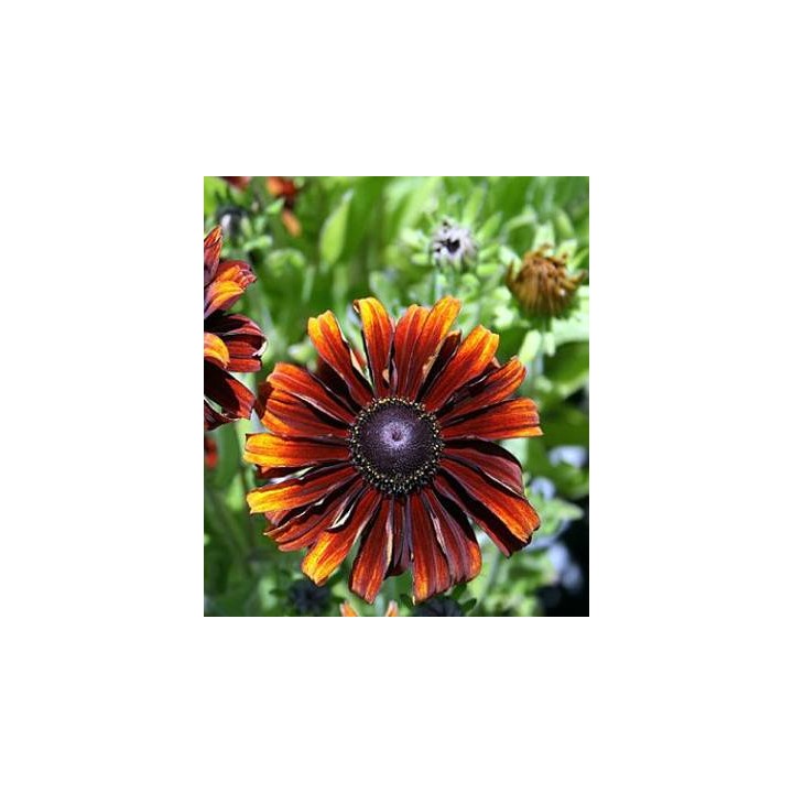 Rudbeckia Moreno, 75 sem