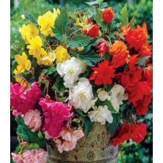 Begonia Basket Beauties, 75 seminte