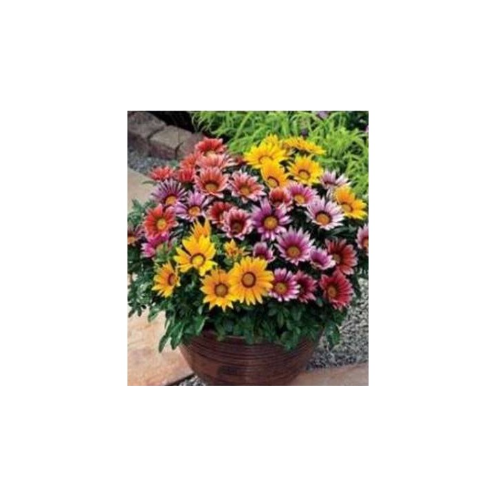 Gazania Sunshine Mixed, 25 seminte