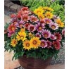 Gazania Sunshine Mixed, 25 seminte