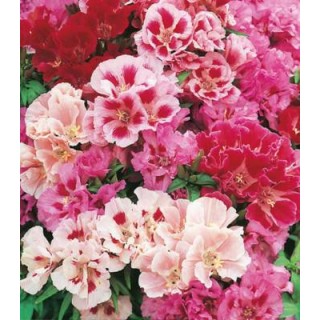 Godetia Flowered Mixed, aproximativ 750 seminte