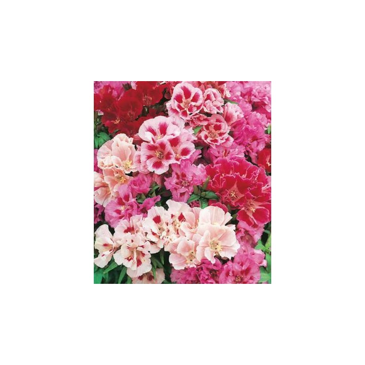 Godetia Flowered Mixed, aproximativ 750 seminte