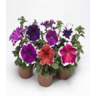 Petunia Frost Mixed F1 (100 sem)