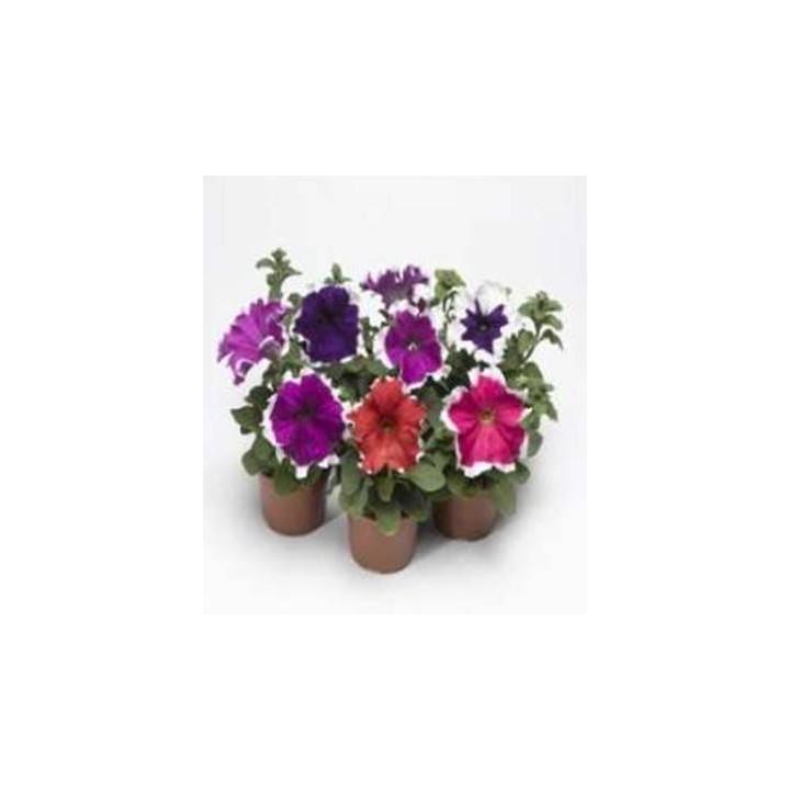 Petunia Frost Mixed F1 (100 sem)