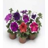 Petunia Frost Mixed F1 (100 sem)