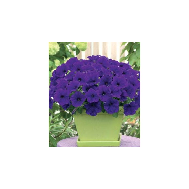 Seminte de petunia curgatoare Fortunia Blue Wave F1, plic hobby