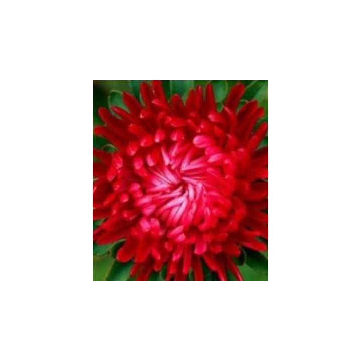 Seminte de ochiul boului Lady Coral, culoare rosie intensa