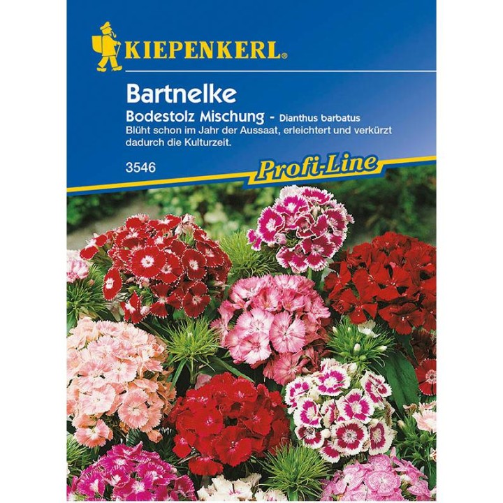 Garofita de gradina plic 50 seminte