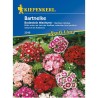 Garofita de gradina plic 50 seminte